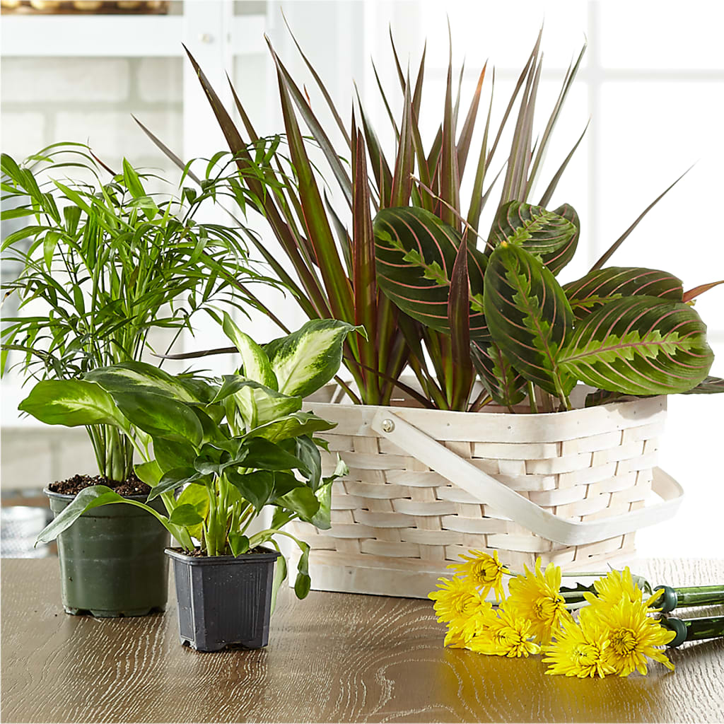 Florist Designed Blooming and Green Plants in a Basket – FUJI'S ALADDIN FLOWERS, National City CA