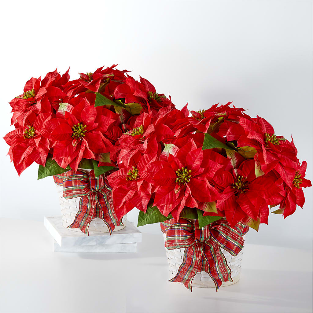 Happiest Holidays Poinsettia Bundle – FUJI'S ALADDIN FLOWERS, National City CA