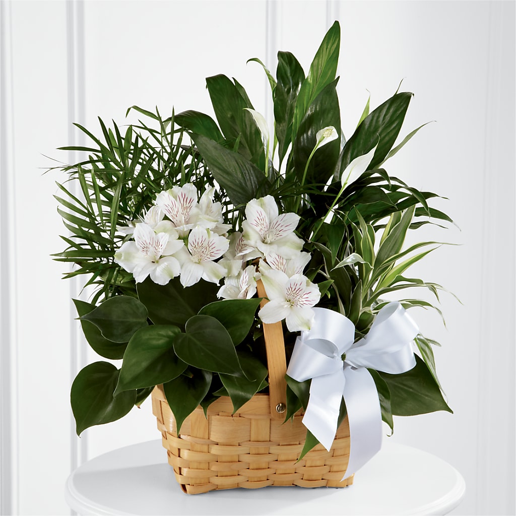 Peace & Serenity Dishgarden – FUJI'S ALADDIN FLOWERS, National City CA