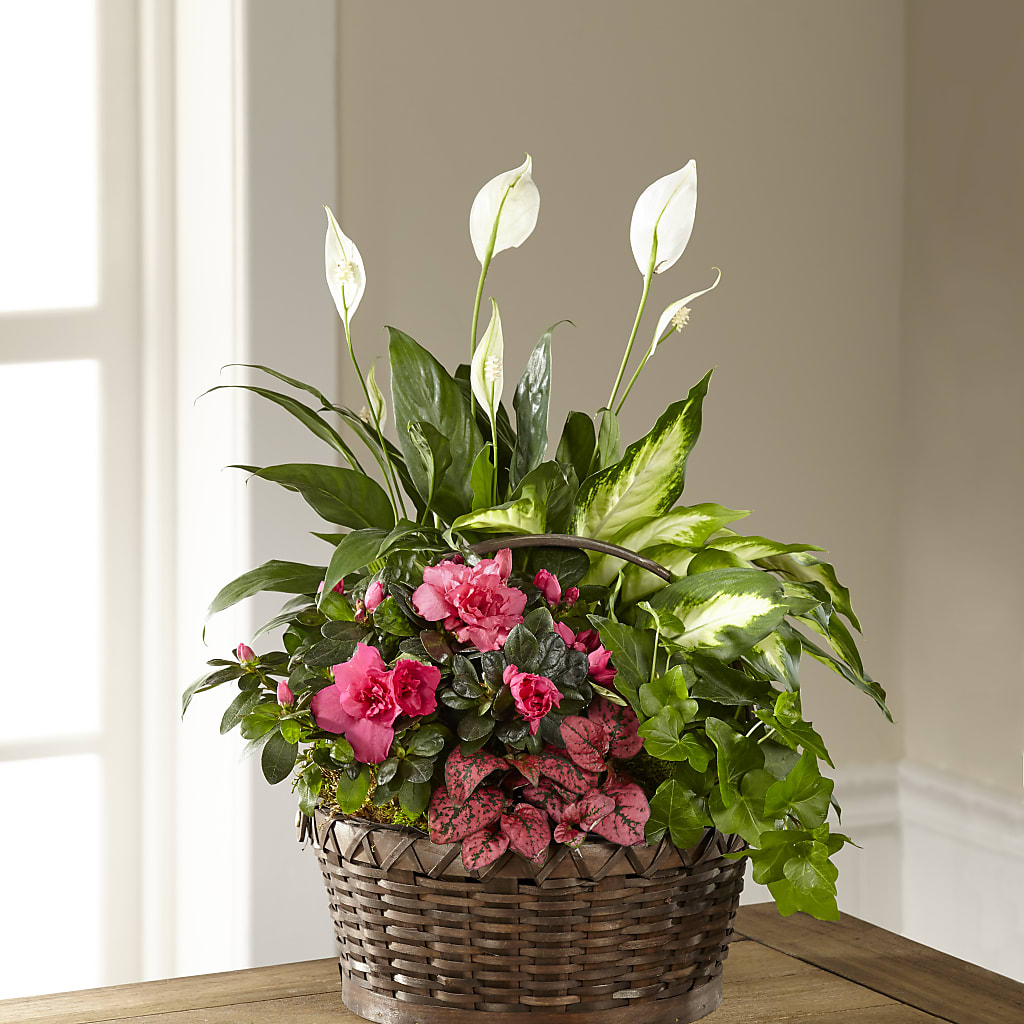 Dream in Pink Dishgarden – FUJI'S ALADDIN FLOWERS, National City CA