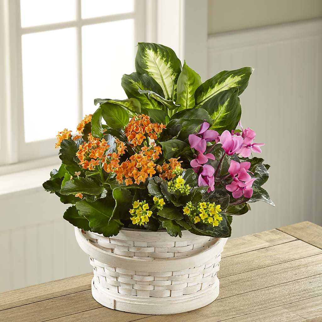 Color Crush Dishgarden – FUJI'S ALADDIN FLOWERS, National City CA