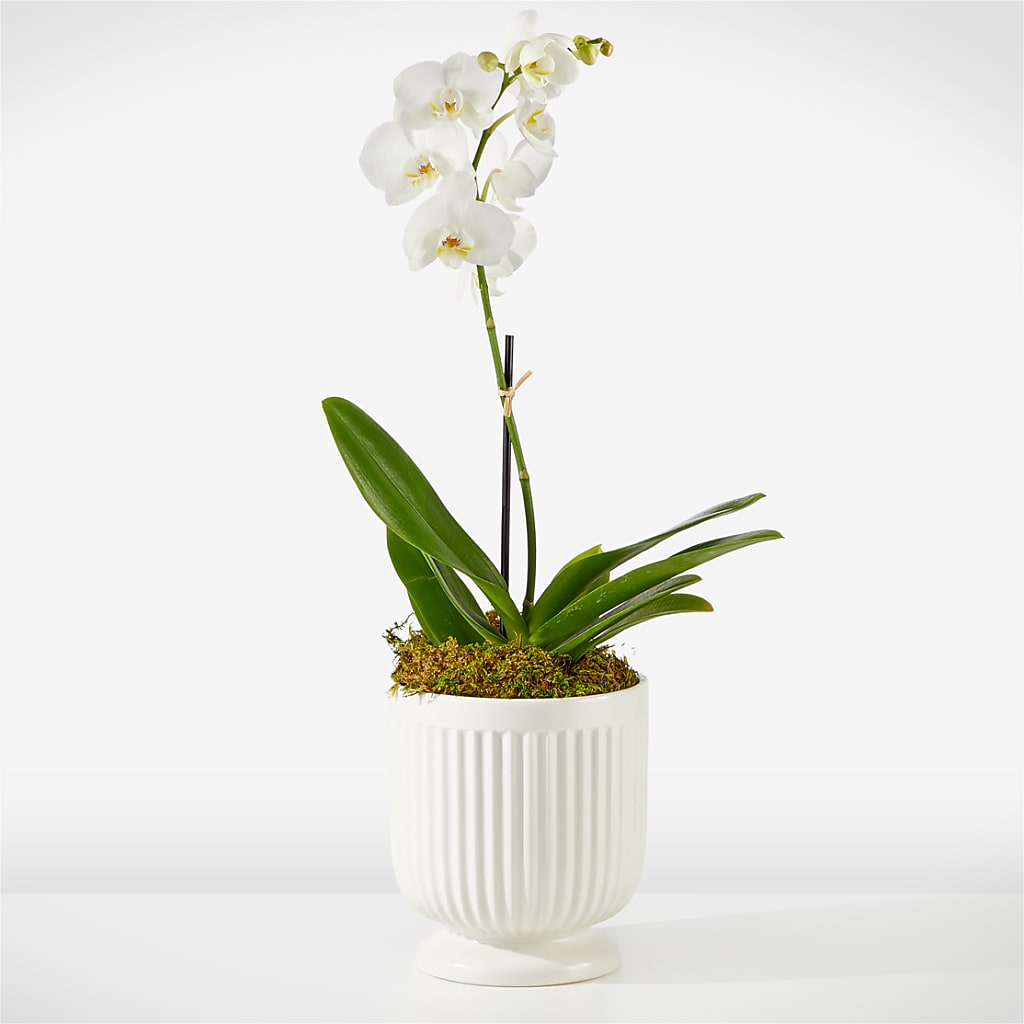 Whispering White Orchid – FUJI'S ALADDIN FLOWERS, National City CA
