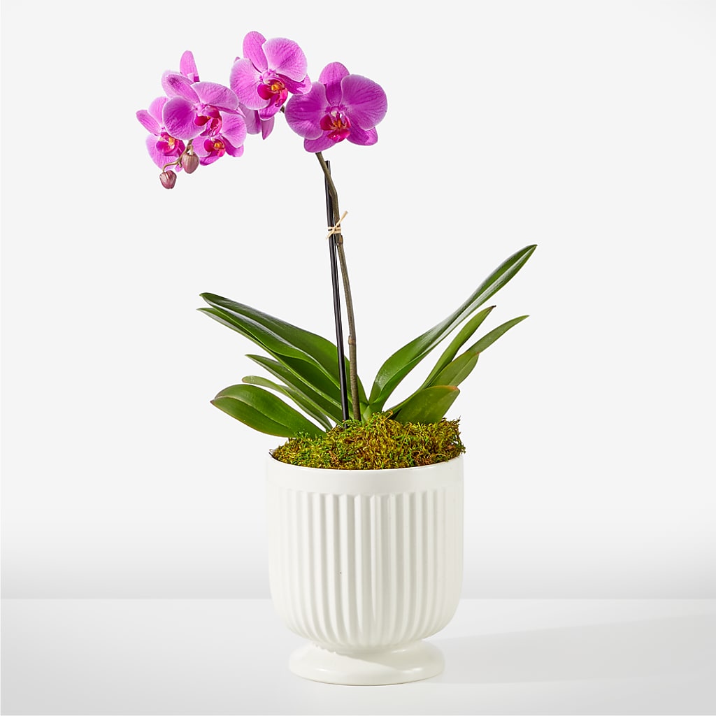 Friendly Fuchsia Orchid – FUJI'S ALADDIN FLOWERS, National City CA