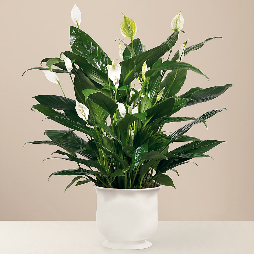 Comfort Planter – FUJI'S ALADDIN FLOWERS, National City CA