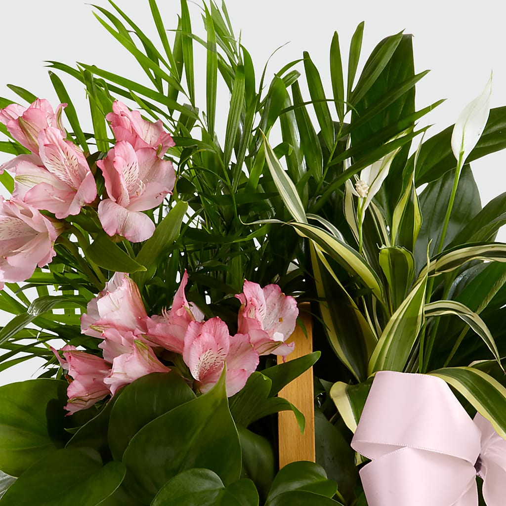 Living Spirit Dishgarden – FUJI'S ALADDIN FLOWERS, National City CA