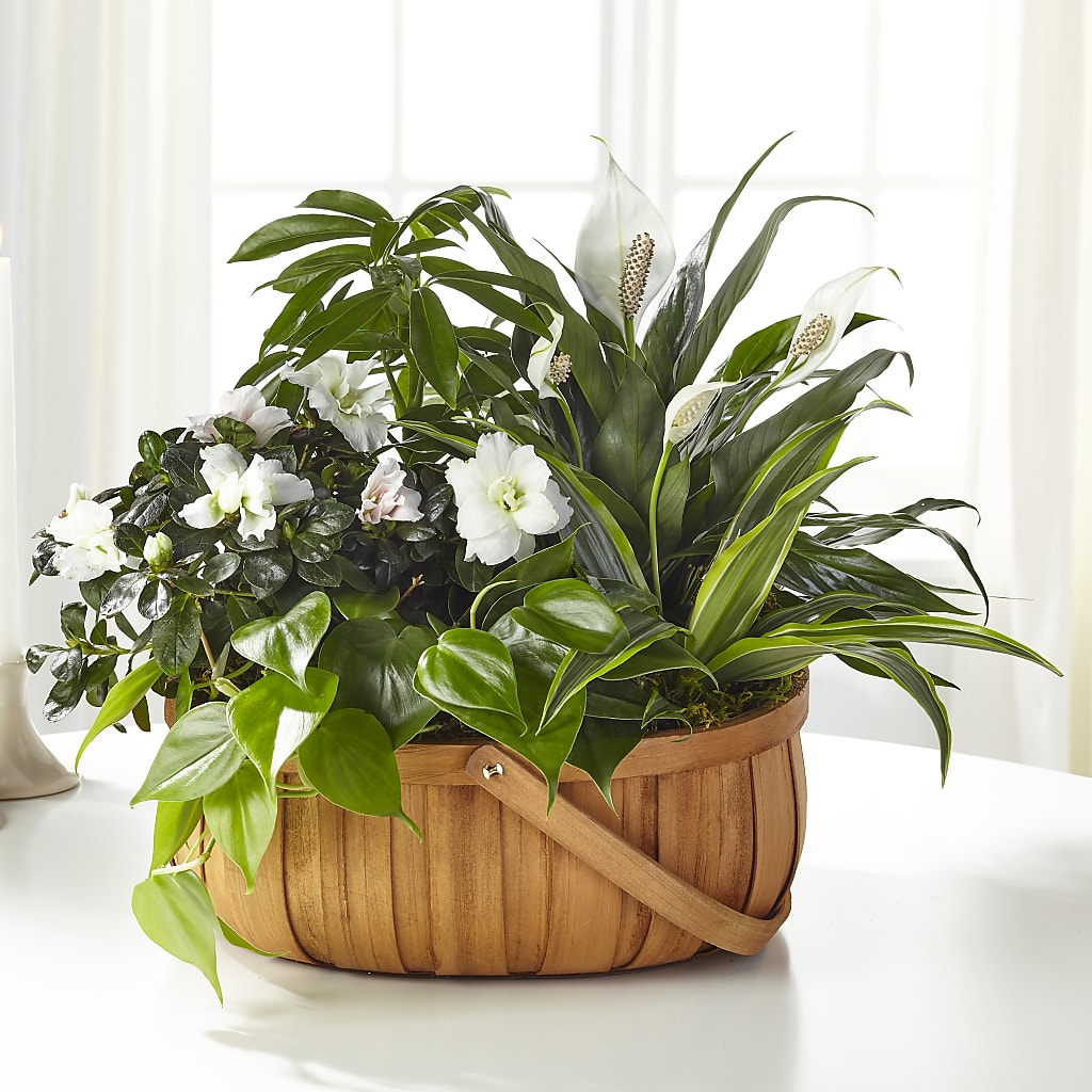 Serene Dishgarden – FUJI'S ALADDIN FLOWERS, National City CA