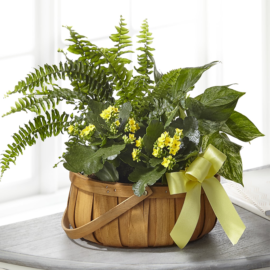 Always Dear Dishgarden – FUJI'S ALADDIN FLOWERS, National City CA