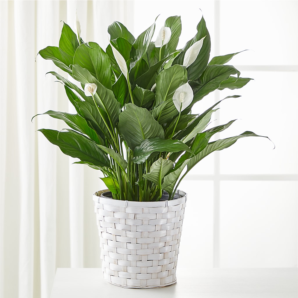 A New Leaf Peace Lily – FUJI'S ALADDIN FLOWERS, National City CA