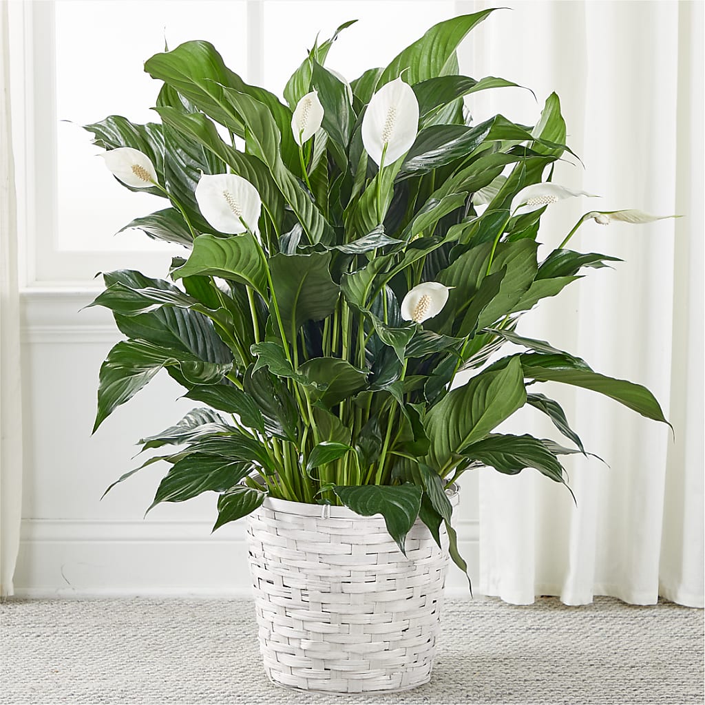 A New Leaf Peace Lily – FUJI'S ALADDIN FLOWERS, National City CA