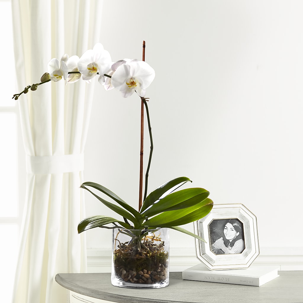White Orchid Planter – FUJI'S ALADDIN FLOWERS, National City CA