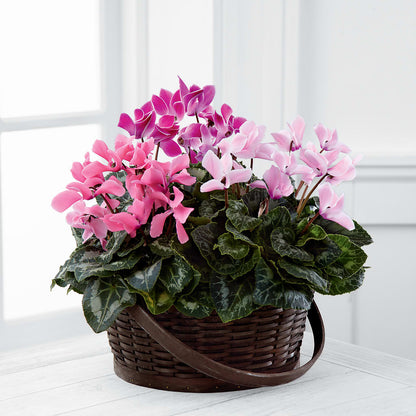 Mixed Cyclamen Planter – FUJI'S ALADDIN FLOWERS, National City CA