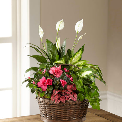 Dream in Pink Dishgarden – FUJI'S ALADDIN FLOWERS, National City CA