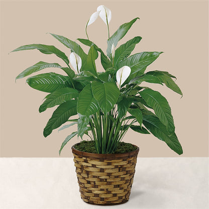 Tranquil Moments Peace Lily Plant – FUJI'S ALADDIN FLOWERS, National City CA