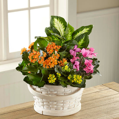 Color Crush Dishgarden – FUJI'S ALADDIN FLOWERS, National City CA