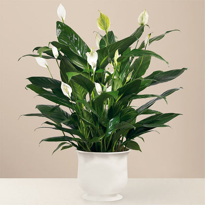 Comfort Planter – FUJI'S ALADDIN FLOWERS, National City CA
