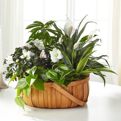 Serene Dishgarden – FUJI'S ALADDIN FLOWERS, National City CA