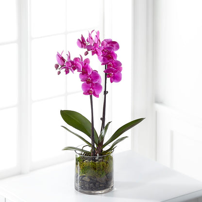 Pink Orchid Plant – FUJI'S ALADDIN FLOWERS, National City CA