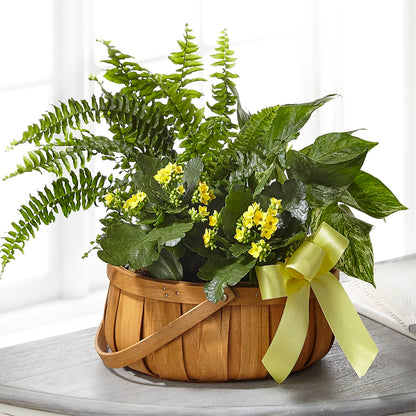 Always Dear Dishgarden – FUJI'S ALADDIN FLOWERS, National City CA
