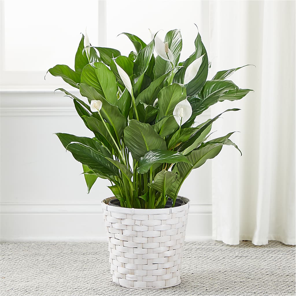 A New Leaf Peace Lily – FUJI'S ALADDIN FLOWERS, National City CA