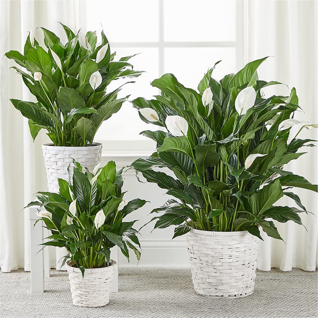 A New Leaf Peace Lily – FUJI'S ALADDIN FLOWERS, National City CA