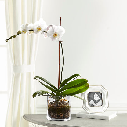 White Orchid Planter – FUJI'S ALADDIN FLOWERS, National City CA